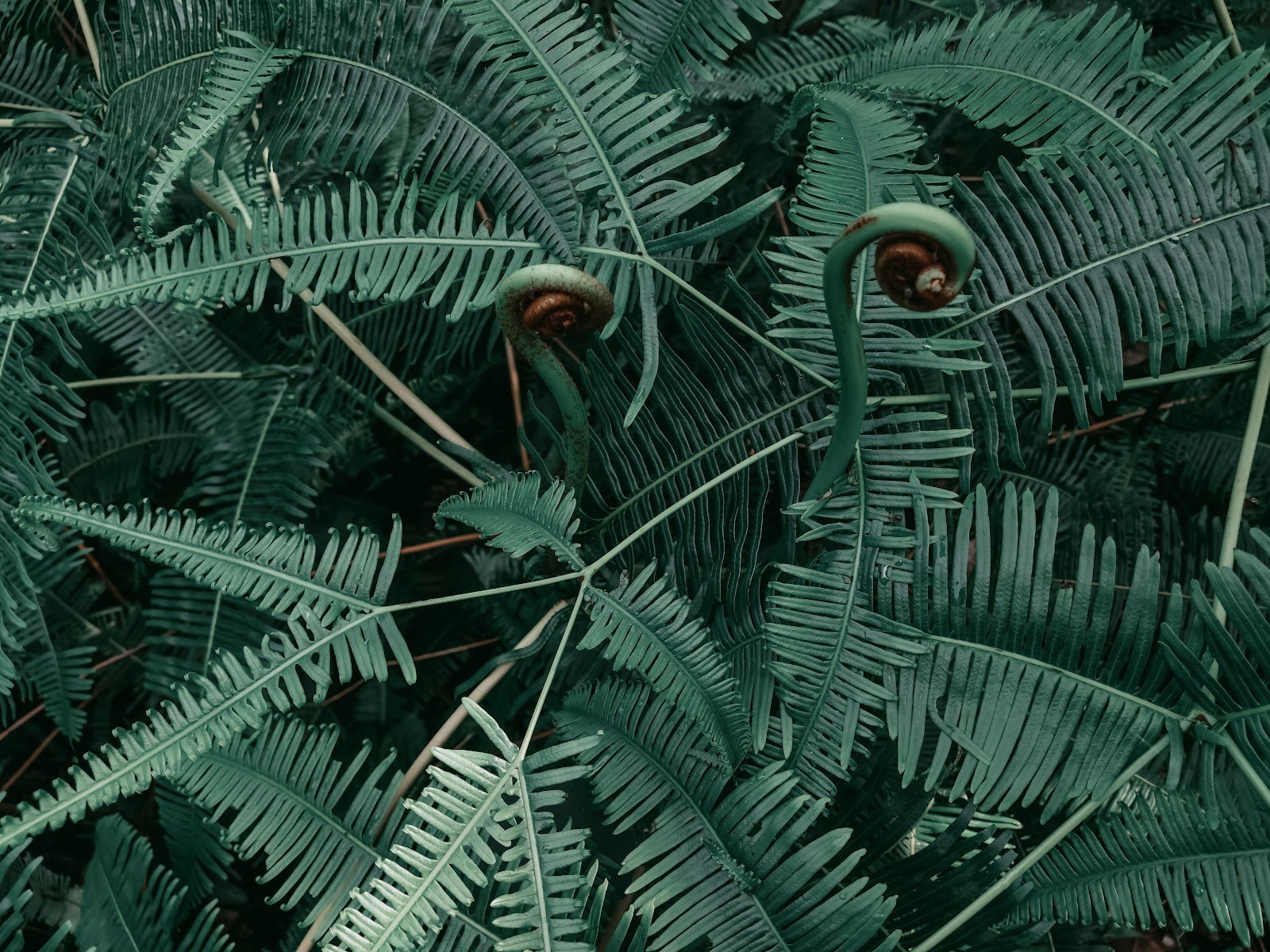 Ferns and Nature